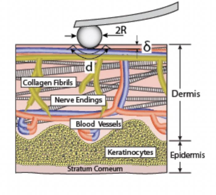 New Approach Quantifies the Hydraulic Permeability of Skin, Revealing